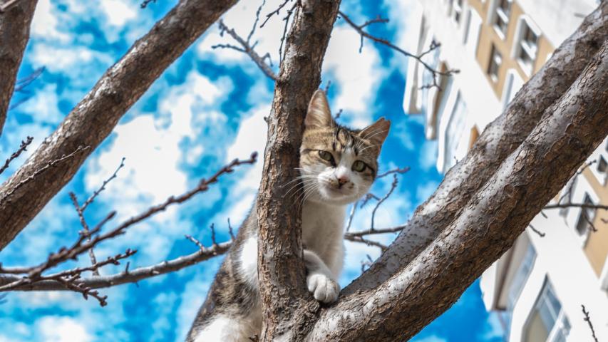 Pets in a Rental Property NSW: A Landlord's Guide - EZRENT