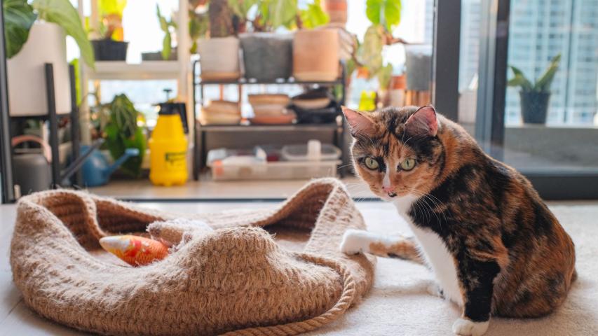 Pets in a Rental Property in QLD: Landlord Guide - EZRENT