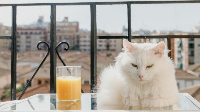 Pets in a Rental Property VIC: Landlord Guide - EZRENT